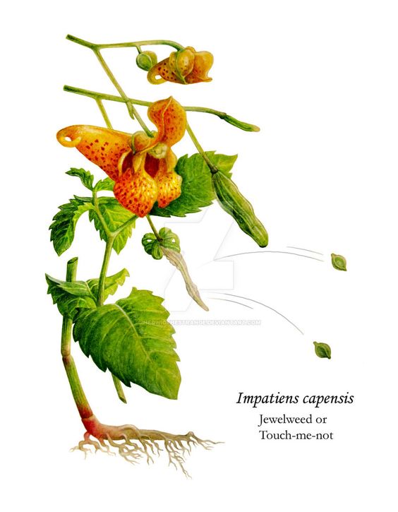 jewelweed.jpg